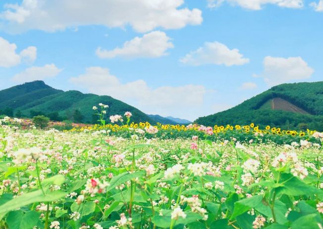 Quảng Ninh: Giải mã Thiên đường hoa Checkin của giới trẻ