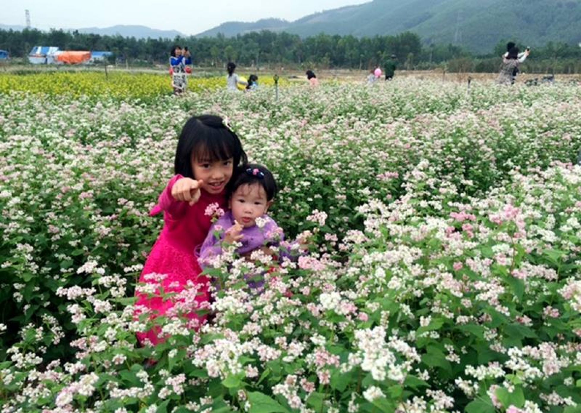 Lạc bước tới ‘thiên đường hoa Quảng La’ mới toanh ở Hạ Long