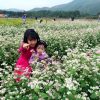Lạc bước tới ‘thiên đường hoa Quảng La’ mới toanh ở Hạ Long