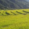 Sapa Ở Hạ Long 
