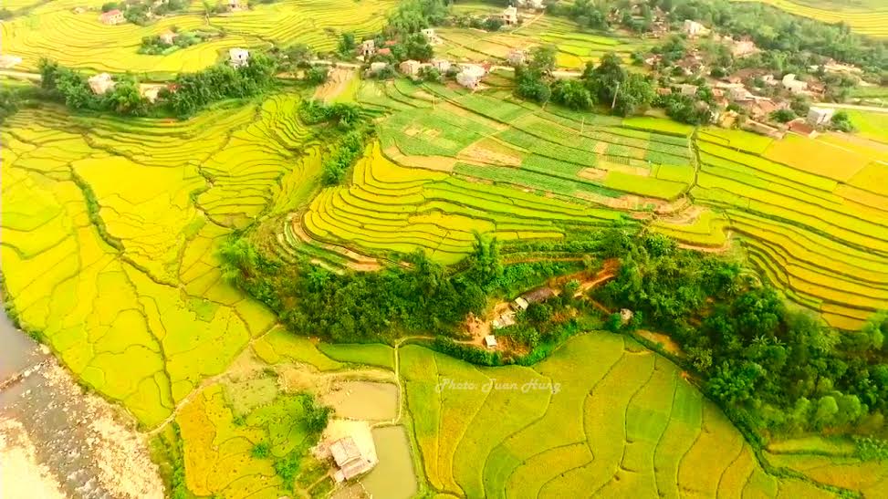 Yeallow harvest in Binh Lieu, Quang Ninh