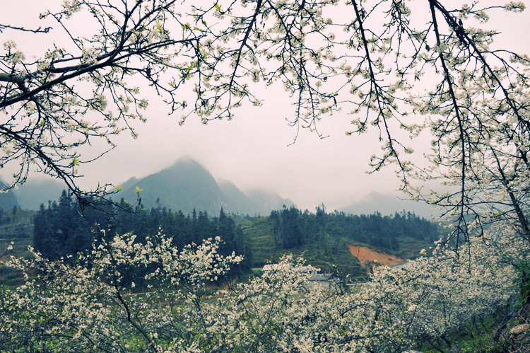 The white flower blooming season in Binh Lieu, Quang Ninh